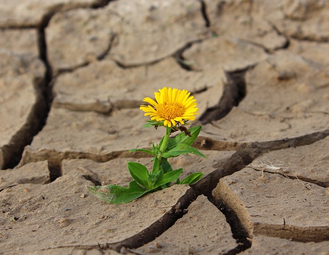 Photo de pissenlit fleuri sur sol craquelé par la sècheresse